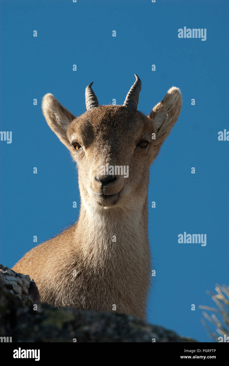 Iberische Steinbock, Capra pyrenaica, Iberische Steinböcke, Spanien, oben auf dem Felsen Stockfoto