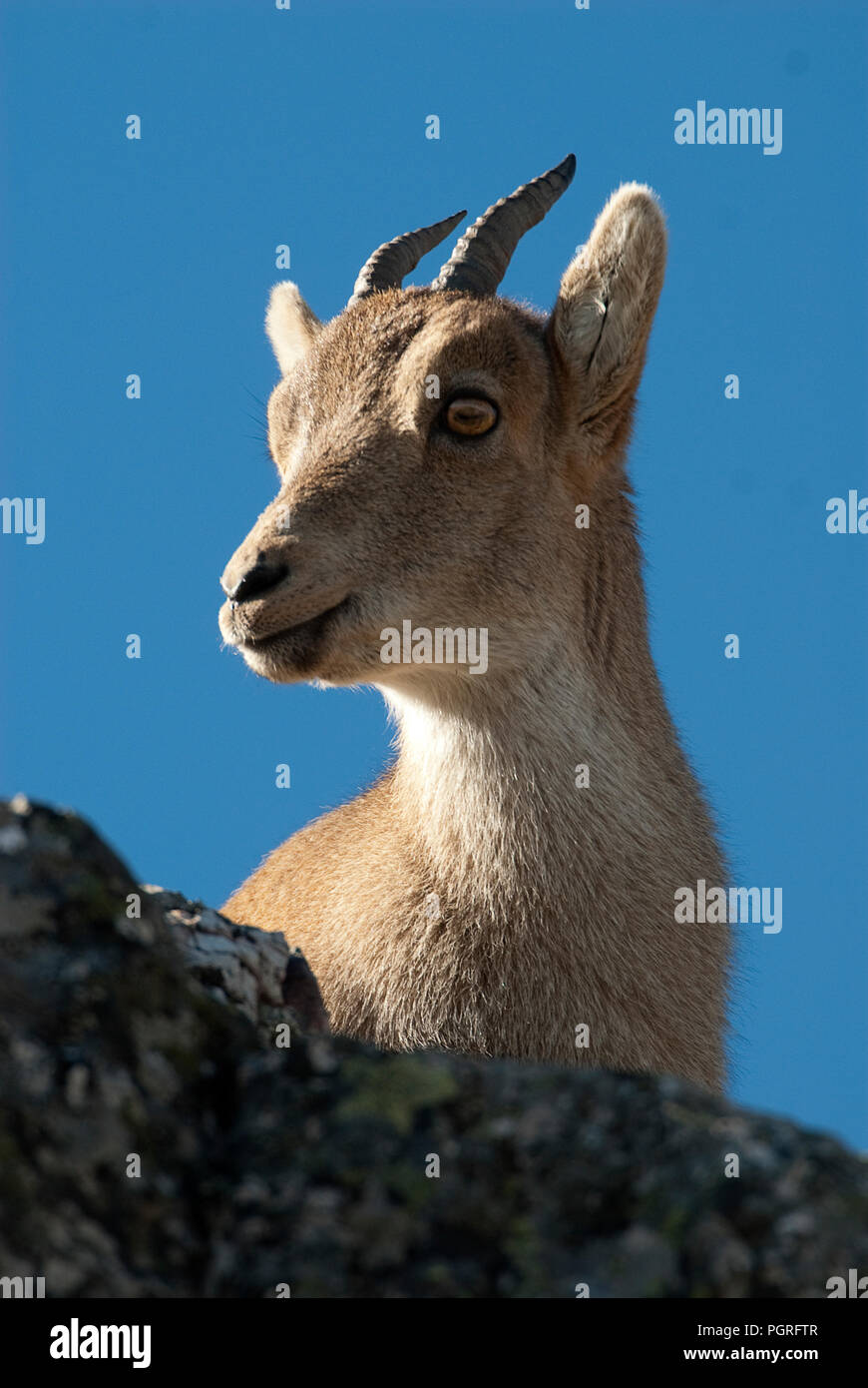 Iberische Steinbock, Capra pyrenaica, Iberische Steinböcke, Spanien, oben auf dem Felsen Stockfoto