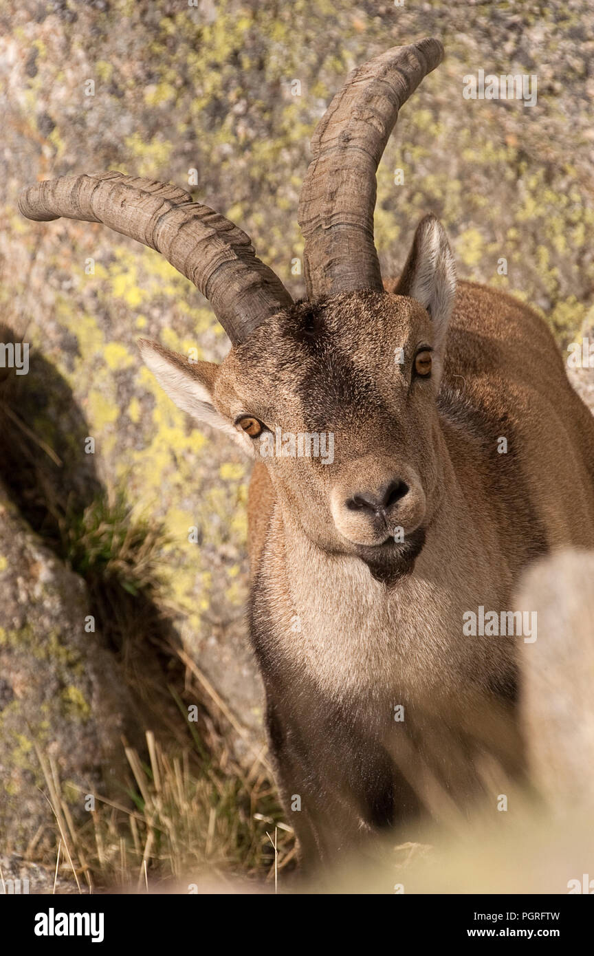 Iberische Steinbock, Capra pyrenaica, Iberische Steinböcke, Spanien, oben auf dem Felsen Stockfoto