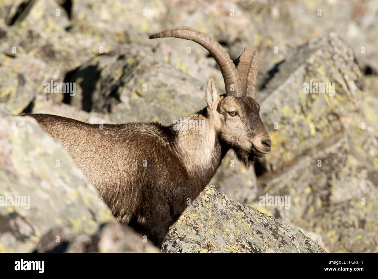 Iberische Steinbock, Capra pyrenaica, Iberische Steinböcke, Spanien, oben auf dem Felsen Stockfoto