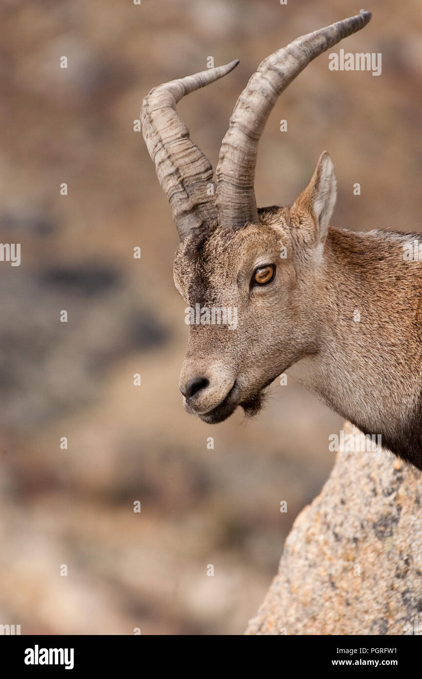Iberische Steinbock, Capra pyrenaica, Iberische Steinböcke, Spanien, oben auf dem Felsen Stockfoto