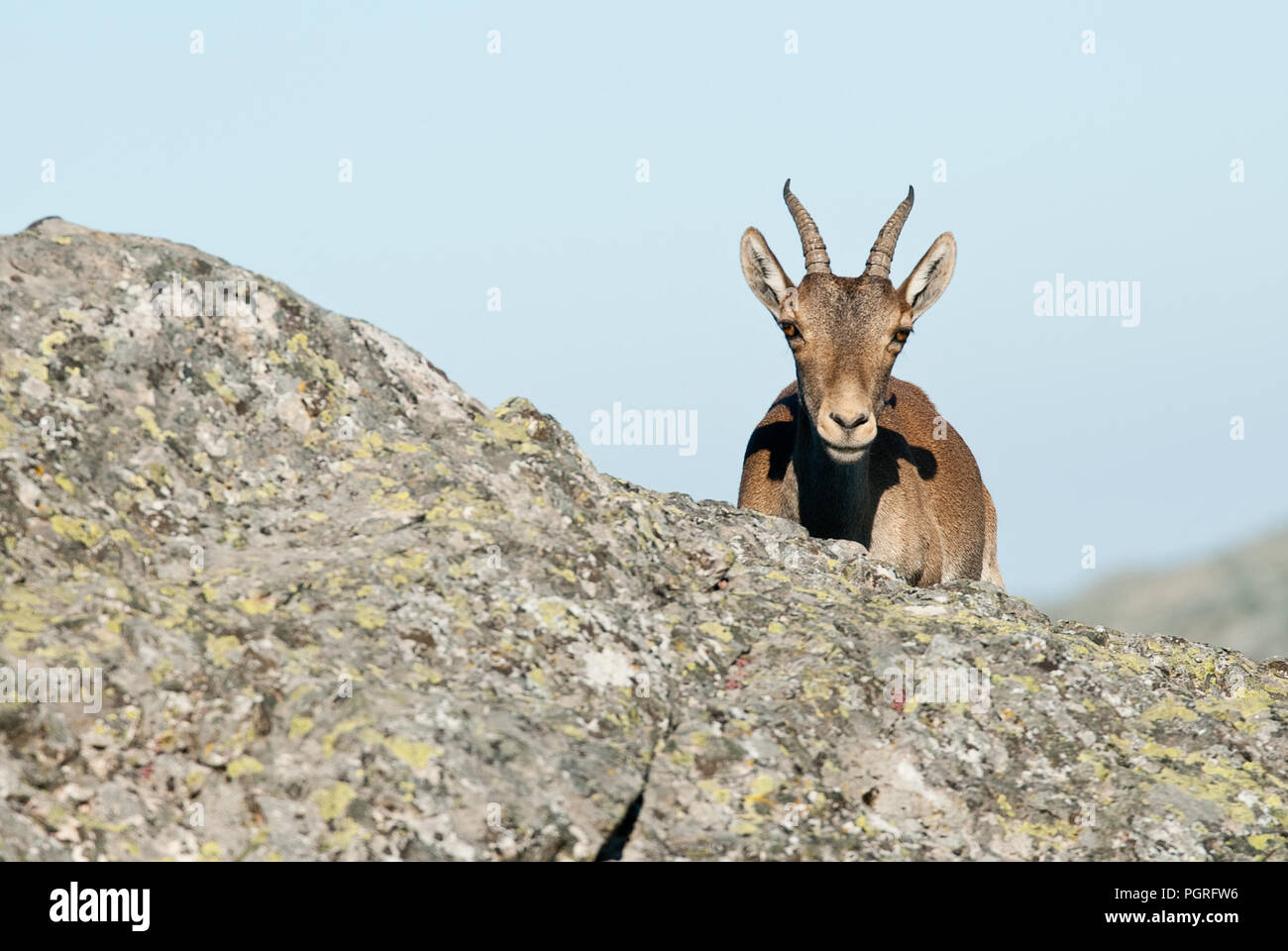 Iberische Steinbock, Capra pyrenaica, Iberische Steinböcke, Spanien, oben auf dem Felsen Stockfoto