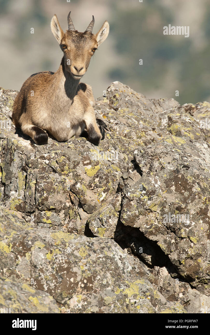 Iberische Steinbock, Capra pyrenaica, Iberische Steinböcke, Spanien, oben auf dem Felsen Stockfoto