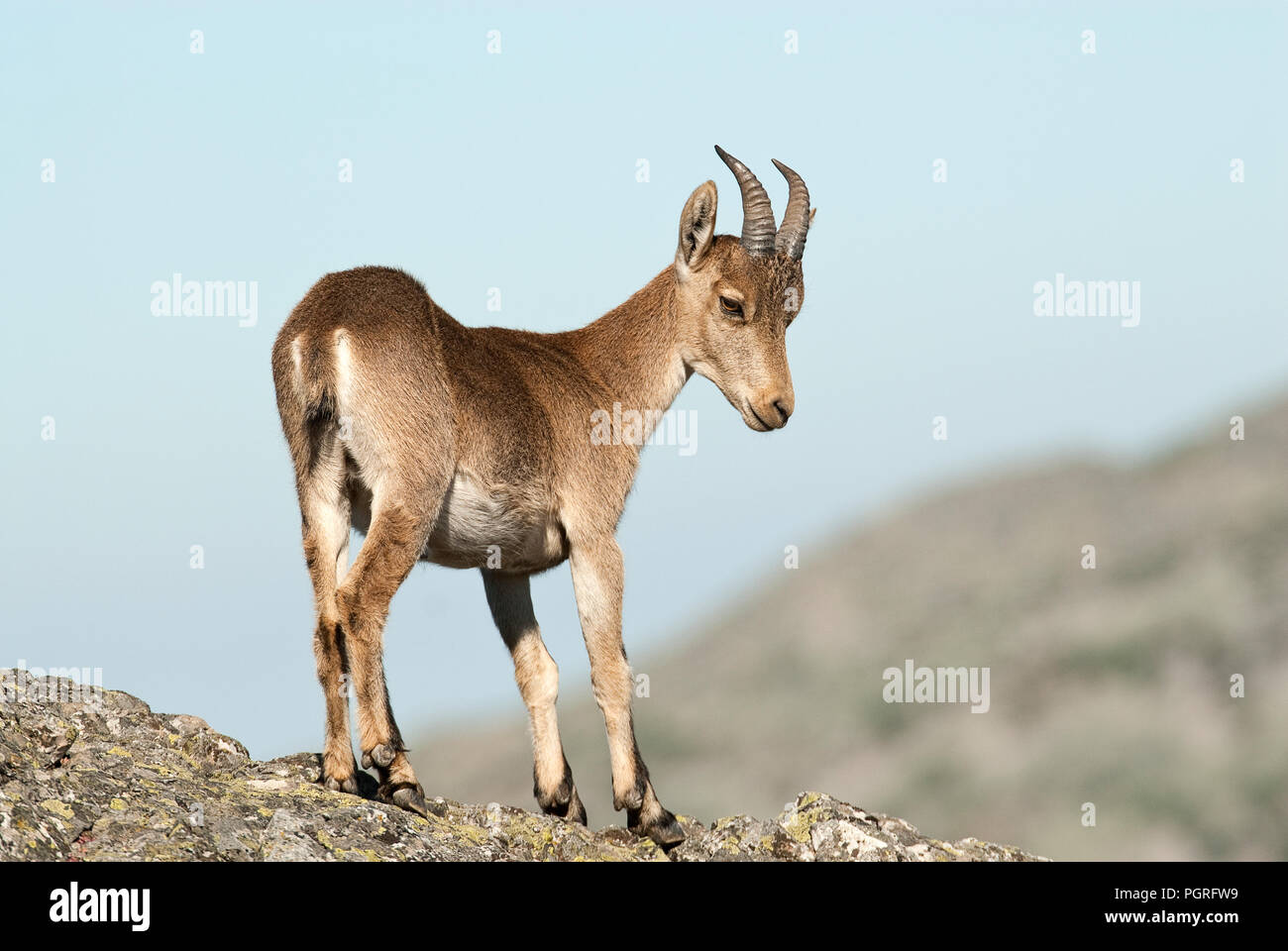 Iberische Steinbock, Capra pyrenaica, Iberische Steinböcke, Spanien, oben auf dem Felsen Stockfoto