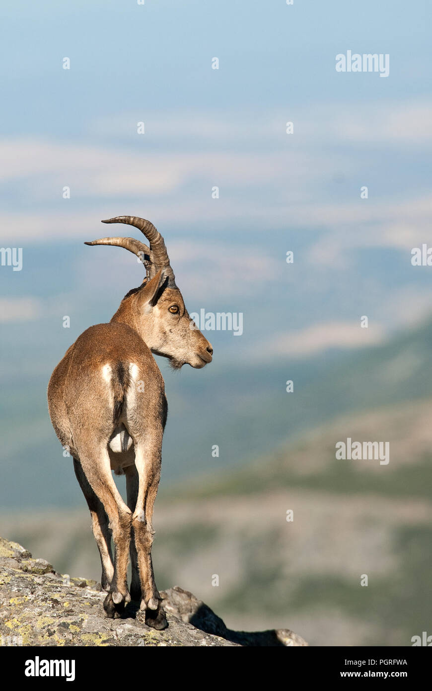 Iberische Steinbock, Capra pyrenaica, Iberische Steinböcke, Spanien, oben auf dem Felsen Stockfoto