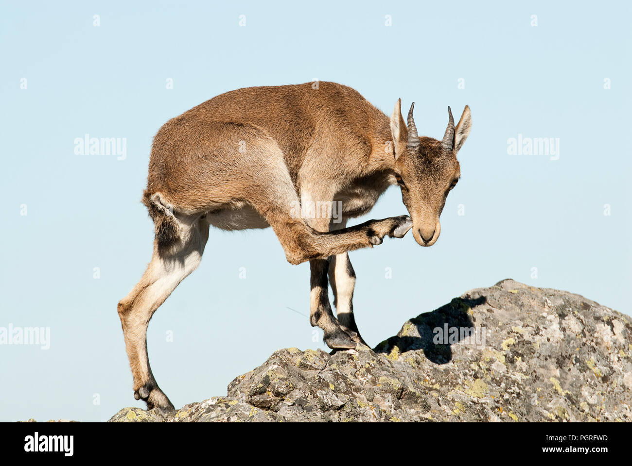 Iberische Steinbock, Capra pyrenaica, Iberische Steinböcke, Spanien, oben auf dem Felsen Stockfoto