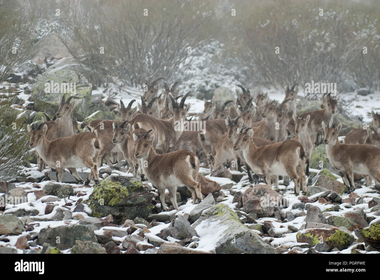 Bergziege Iberischen, Capra pyrenaica, Iberische Steinböcke, Spanien, im Schnee Stockfoto
