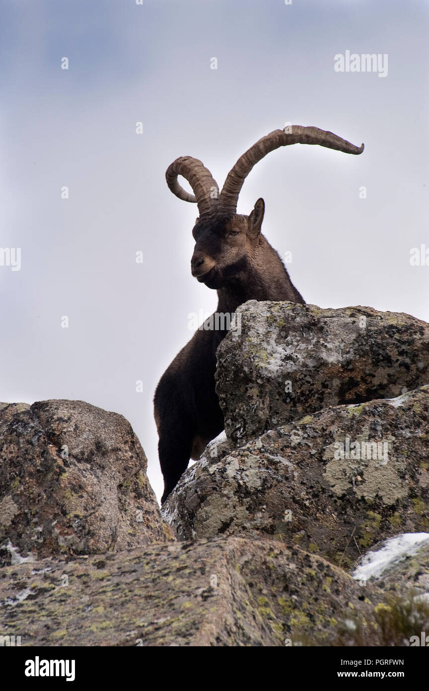 Bergziege Iberischen, Capra pyrenaica, Iberische Steinböcke, Spanien, im Schnee Stockfoto