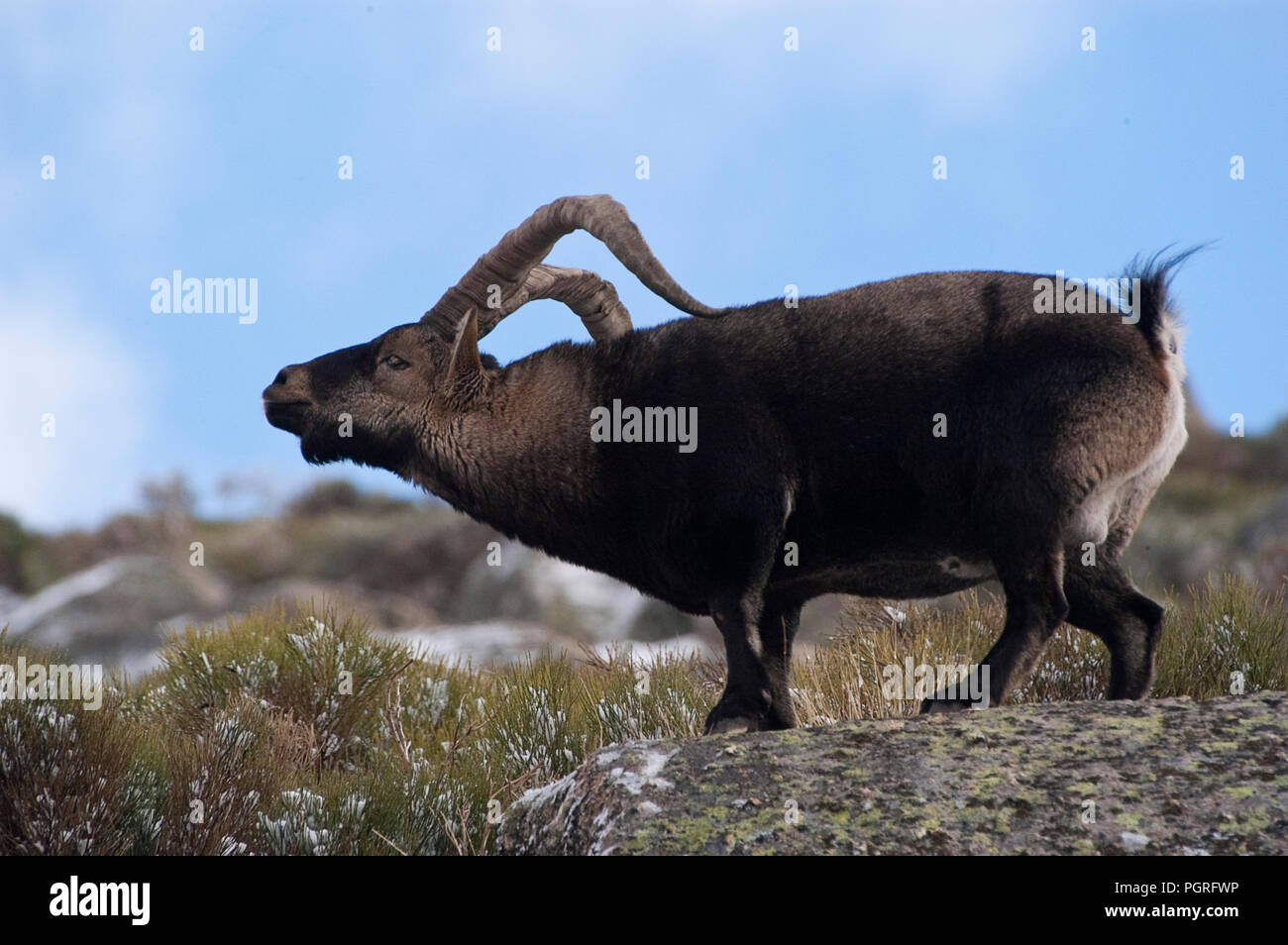 Bergziege Iberischen, Capra pyrenaica, Iberische Steinböcke, Spanien, im Schnee Stockfoto