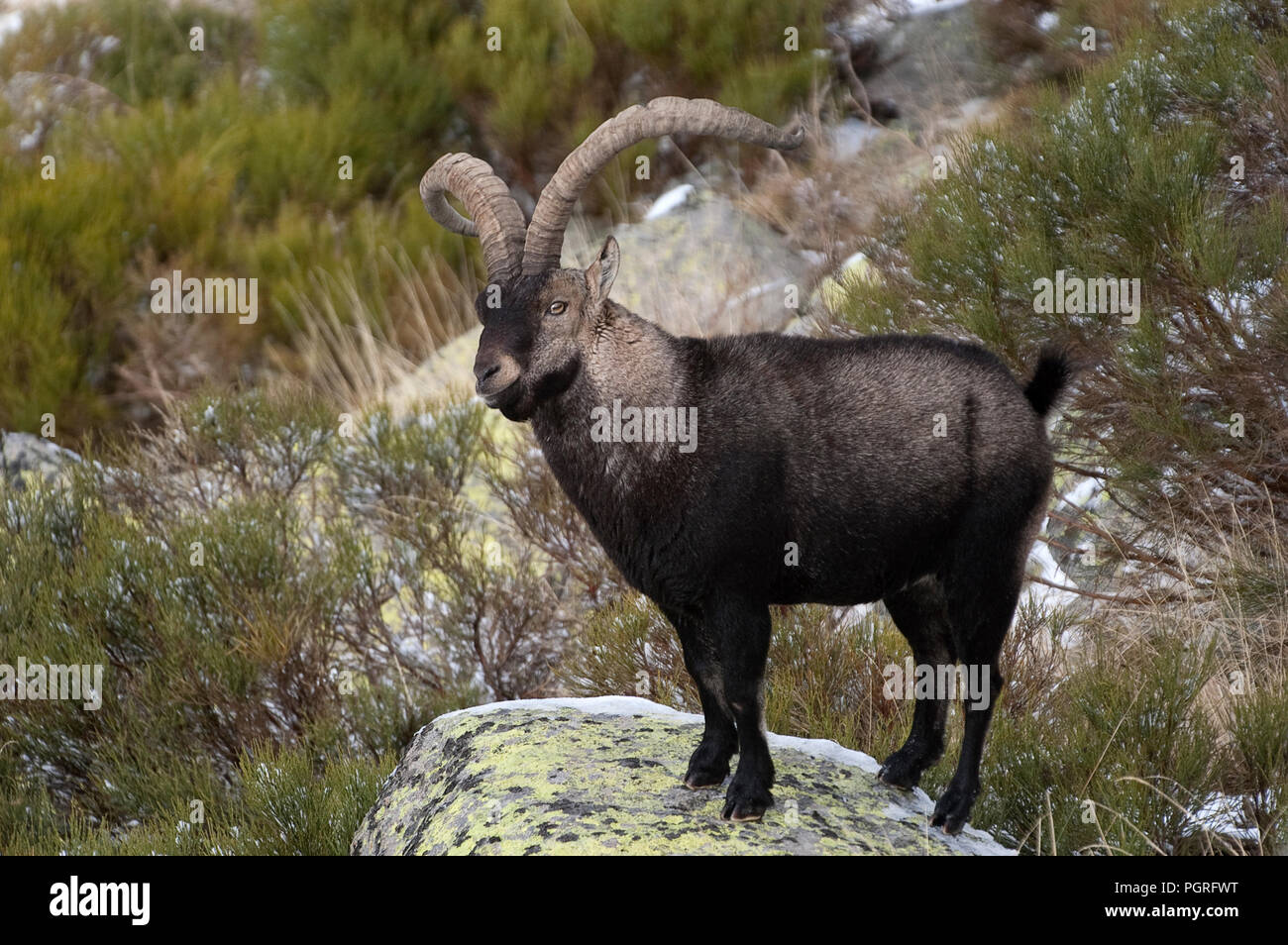 Bergziege Iberischen, Capra pyrenaica, Iberische Steinböcke, Spanien, im Schnee Stockfoto