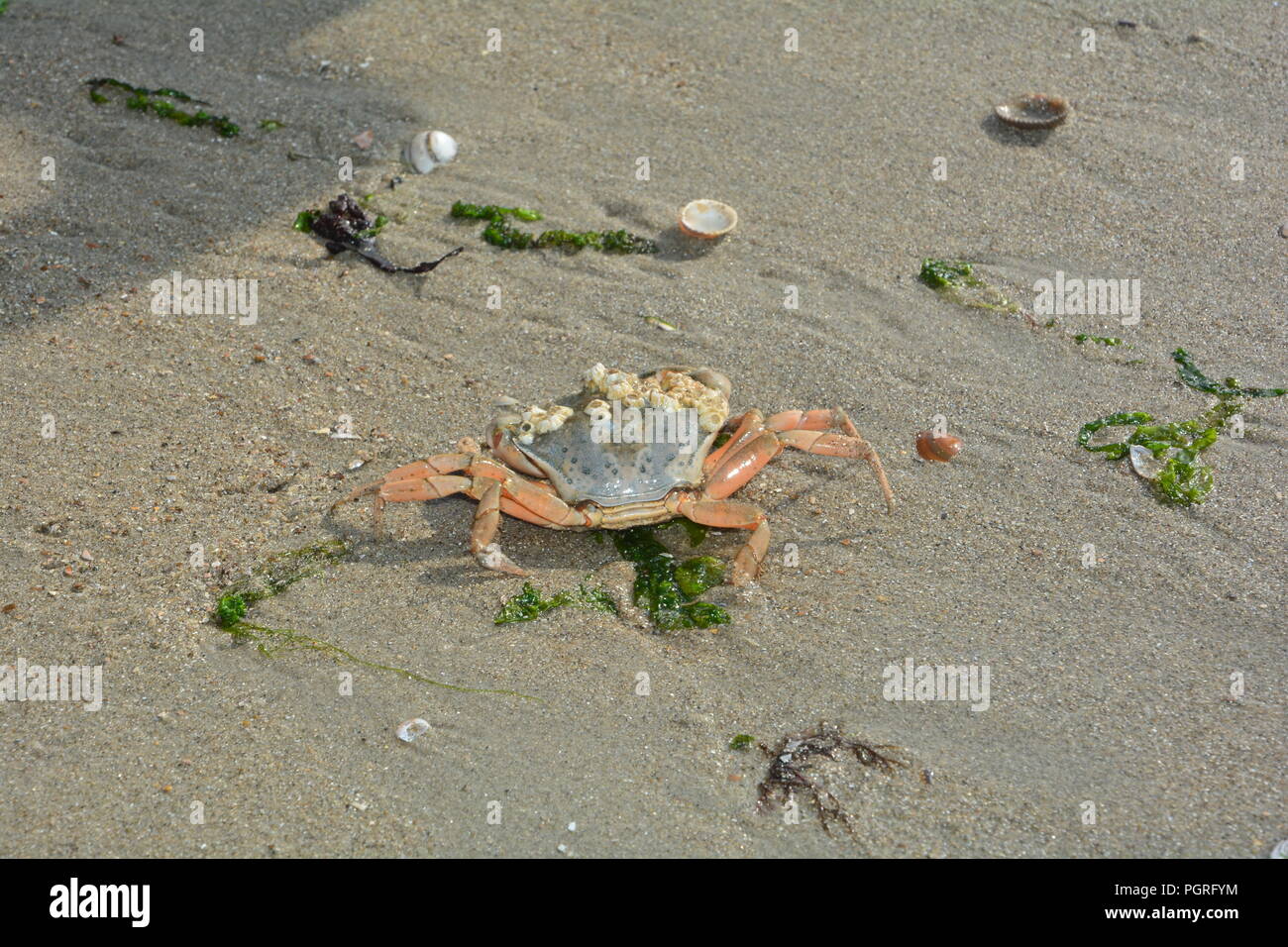 Ein Strand Krabben in den nassen Sand mit Muscheln und Algen Stockfoto