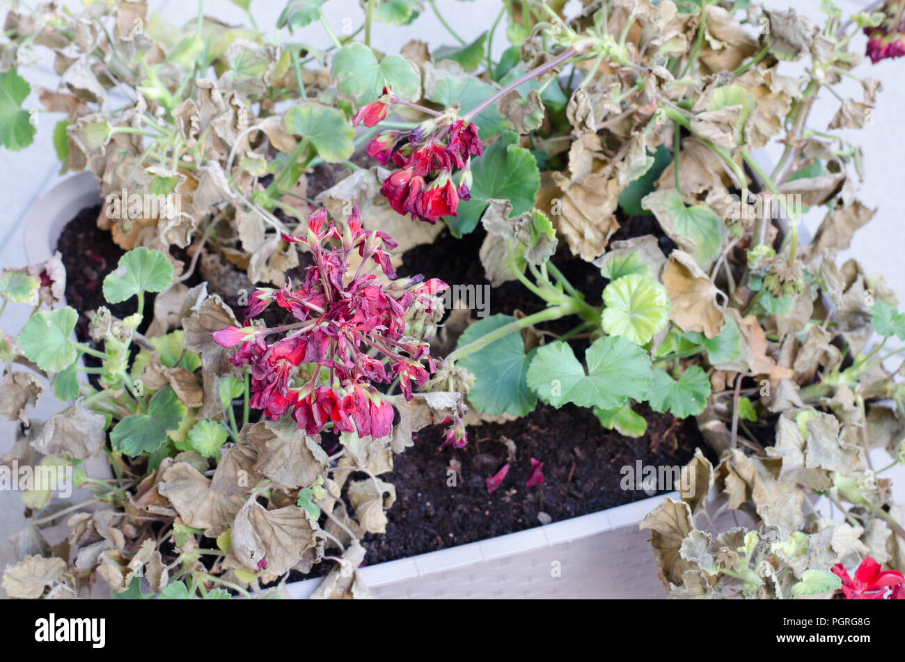 Half-Dead und verdorrte Pflanze Pelargonuim, in einem Kunststoffbehälter,  auf dem Balkon. Anlage nach keine Pflege, keine Bewässerung, ohne Sonne  Stockfotografie - Alamy