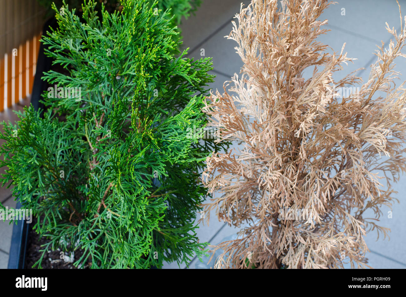 Grn und Gelb tot getrocknet Thuja auf dem Balkon Stockfotografie - Alamy