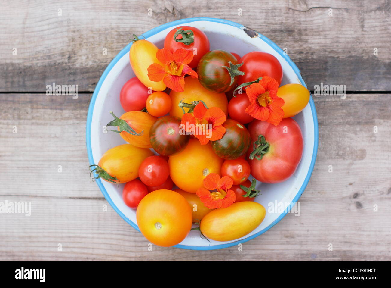 Solanum Lycopersicum. Frisch geernteten Sorten homegrown heirloom Tomaten mit essbaren Blüten, Kapuzinerkresse und Rosmarin in Emaille Schüssel Stockfoto