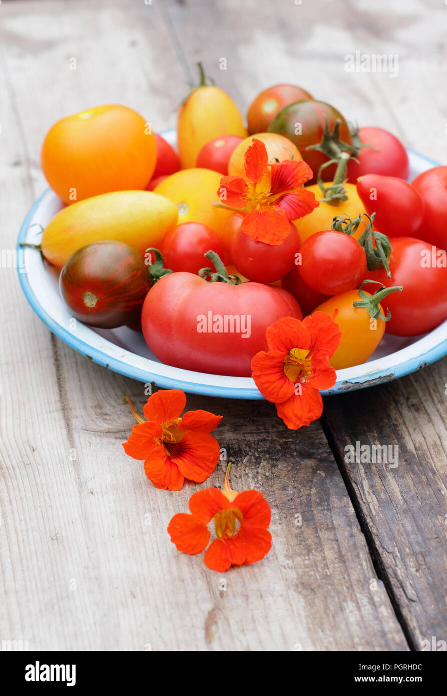 Solanum Lycopersicum. Frisch geernteten Sorten homegrown heirloom Tomaten mit essbaren Blüten, Kapuzinerkresse und Rosmarin in Emaille Schüssel Stockfoto