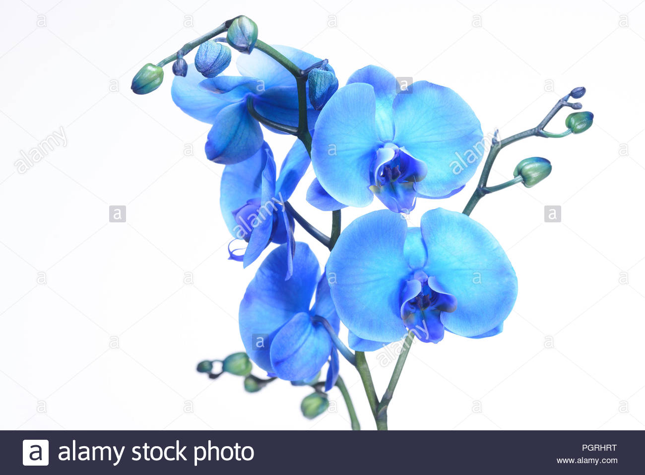 Eine Schone Blaue Orchidee Gegen Einen Weissen Hintergrund Die Filigranen Bunten Blauen Exotische Blume Hat Gebluht Und Ist Ein Symbol Fur Das Leben Stockfotografie Alamy