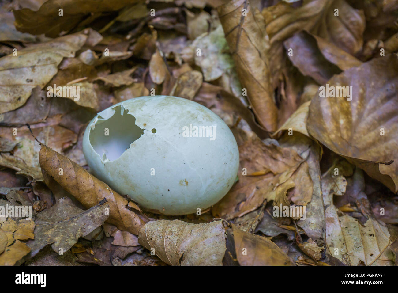 Geschlüpfte vogel Ei in Blätter in der Nähe von Stockfotografie - Alamy