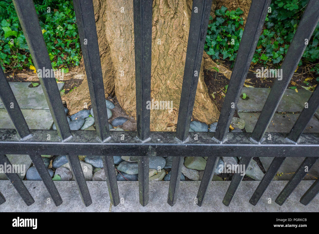 Park Baum hinter einem Zaun mit Bars in Nahaufnahme Stockfoto