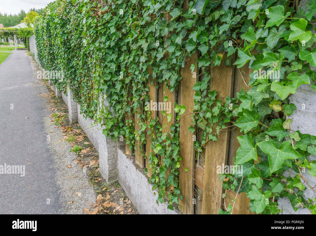 Efeu wchst auf der Mauer und Zaun Palisade Stockfotografie - Alamy