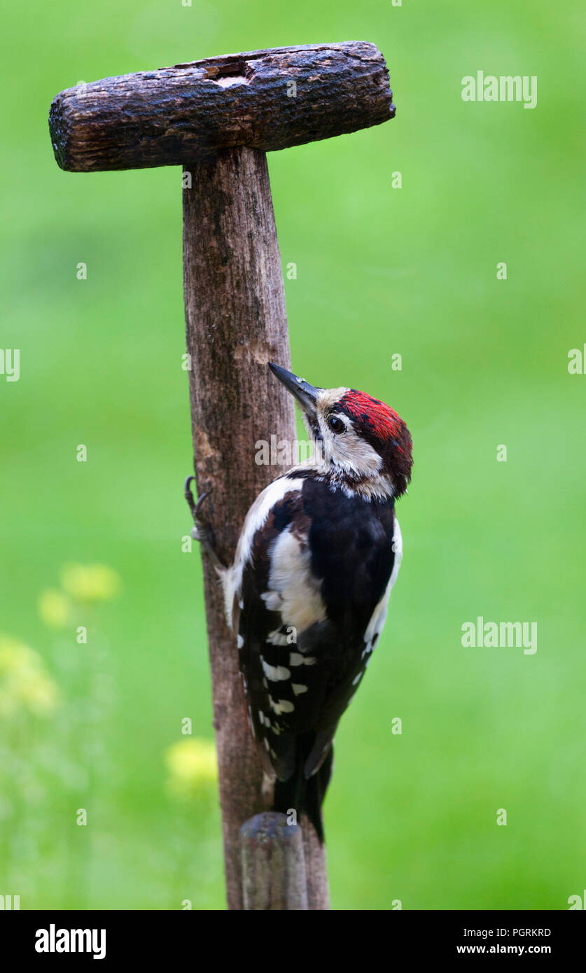 Ein Regen durchnässt Großer Specht Küsschen zu einem Gärtner Schaufel Griff, UK gesichtet Stockfoto