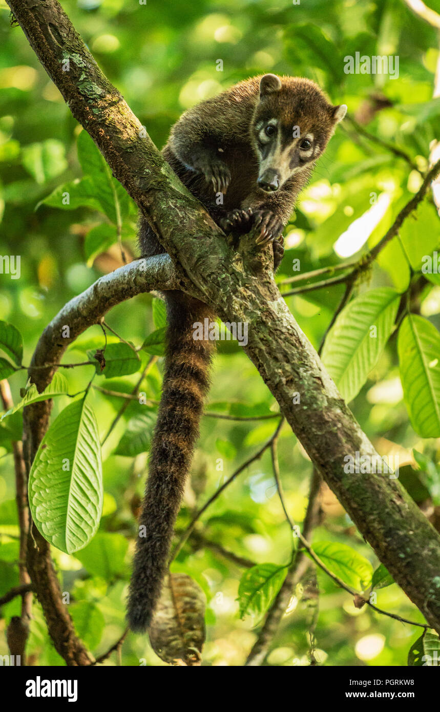 White-Nosed Nasenbär, Maquenque National Wildlife Refuge, Costa Rica Stockfoto