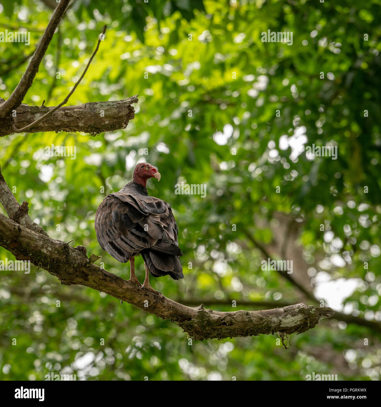 Truthahngeier auf einem Zweig, Costa Rica Stockfoto