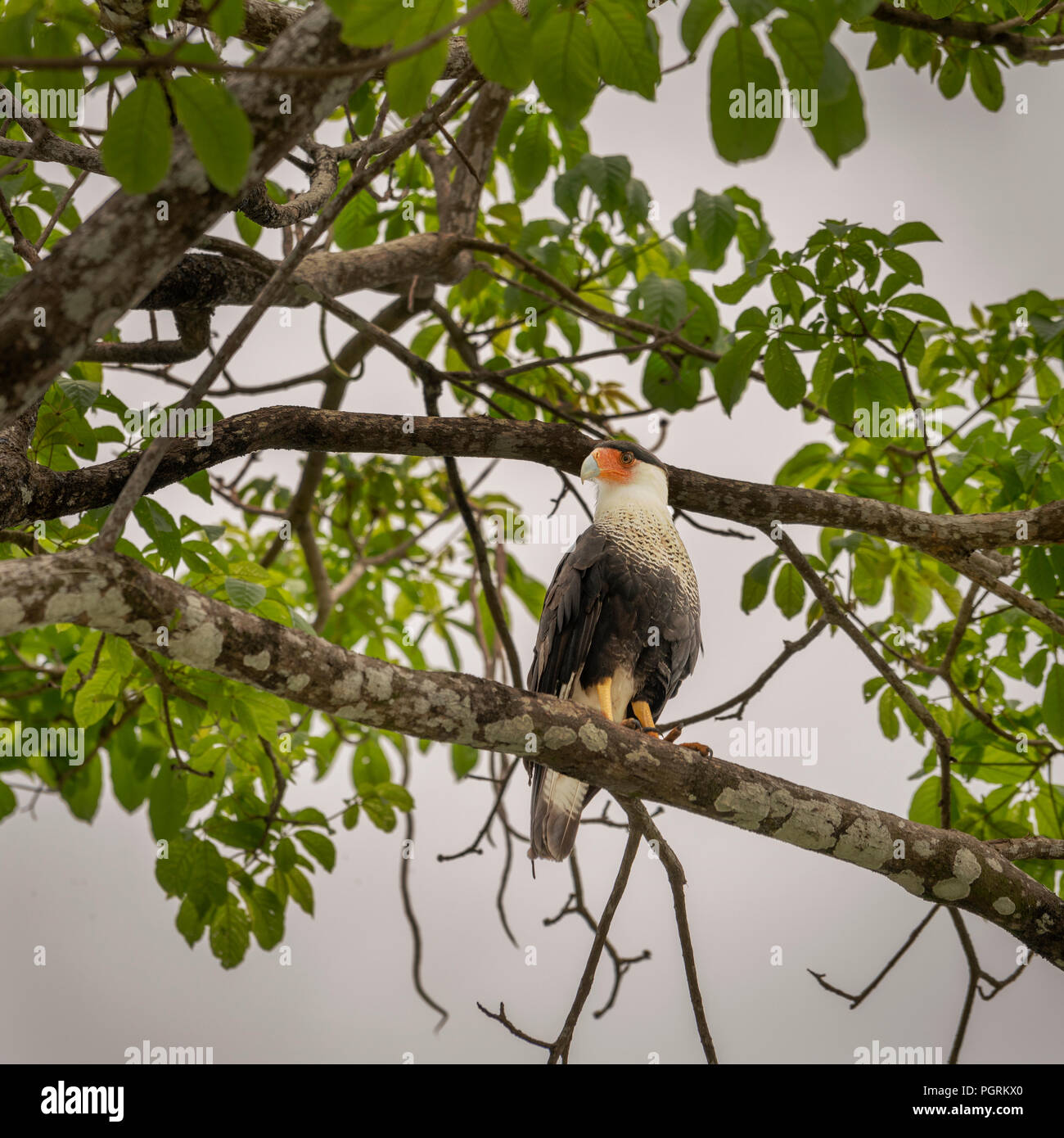 Crested Karakara auf einem Ast, Costa Rica Stockfoto