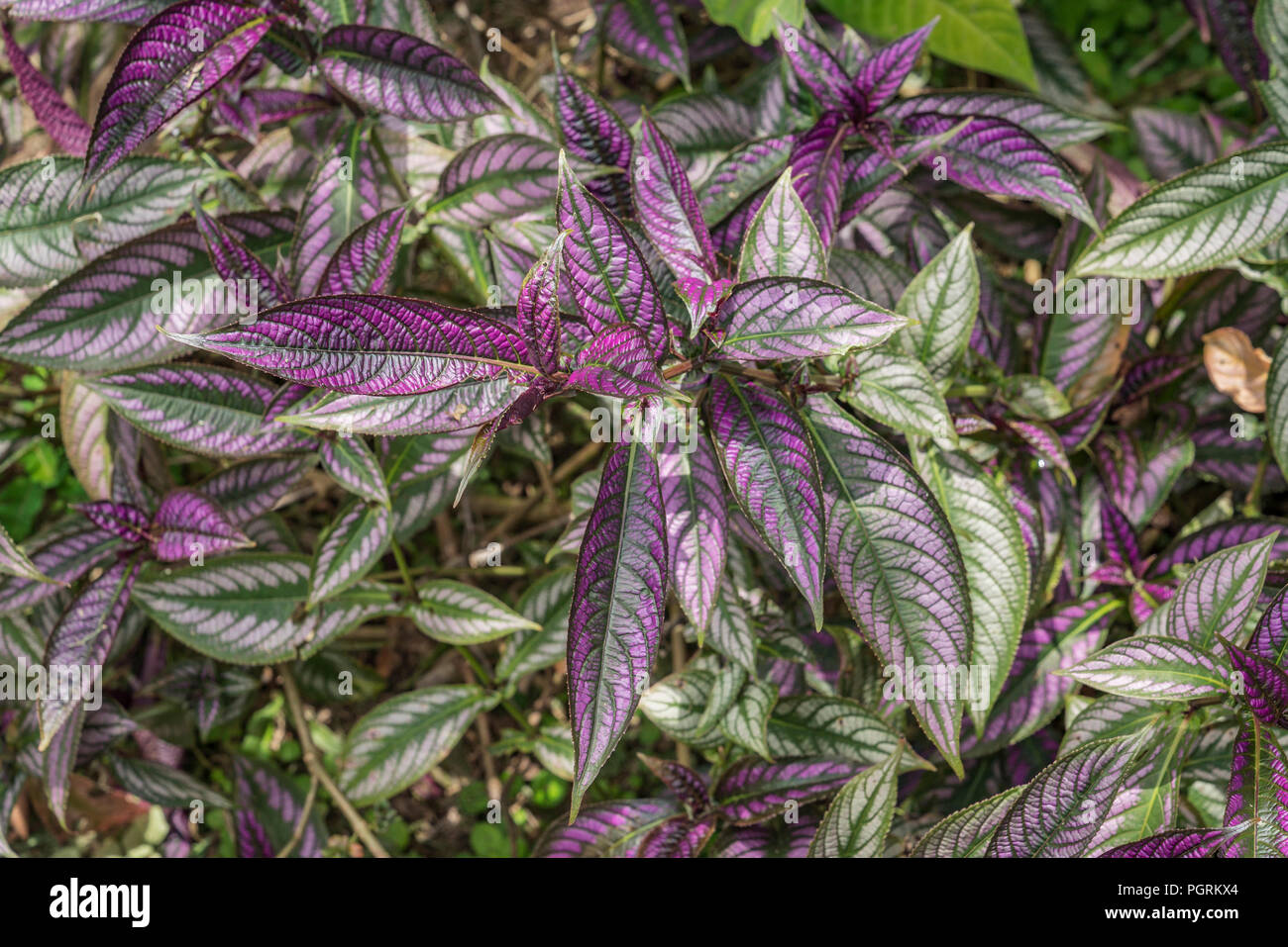 Persische Schild Pflanze, Cost Rica Stockfoto