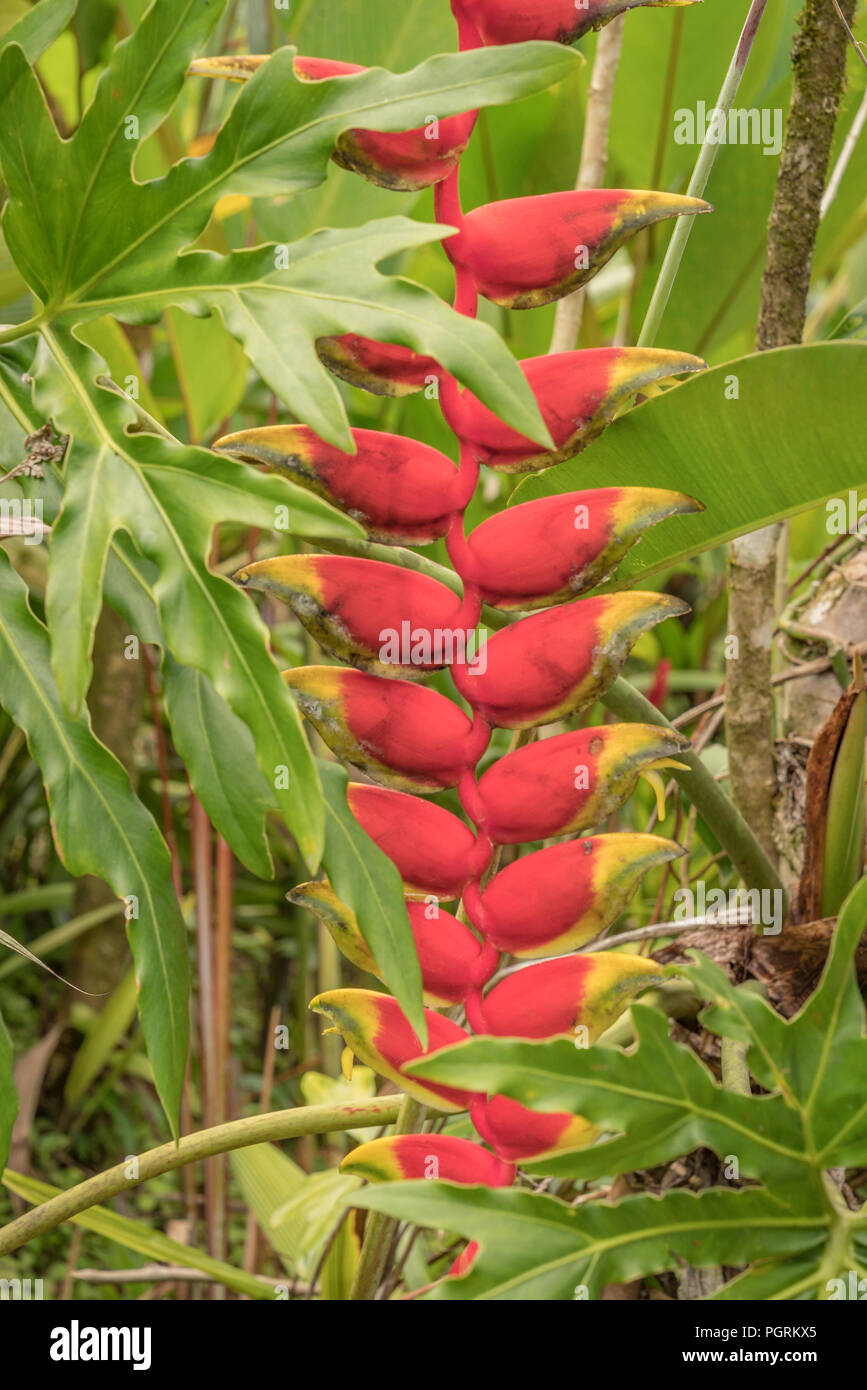 Karabinerverschluss Heliconia Wildblumen, Costa Rica Stockfoto