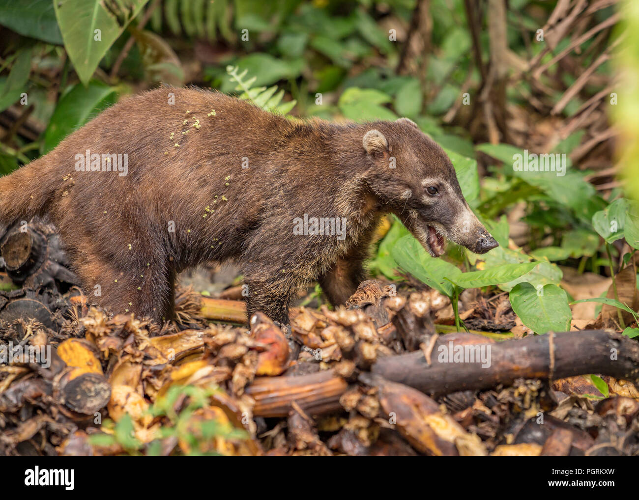 Whtie-Nosed Nasenbär, Maquenque National Wildlife Refuge, Costa Rica Stockfoto