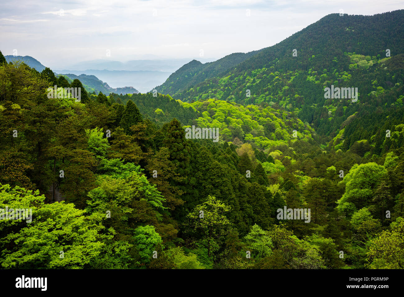 Blick über grüne Wälder mit unterschiedlicher Färbung in Lushan Nationalpark Berge in Jiangxi China Stockfoto