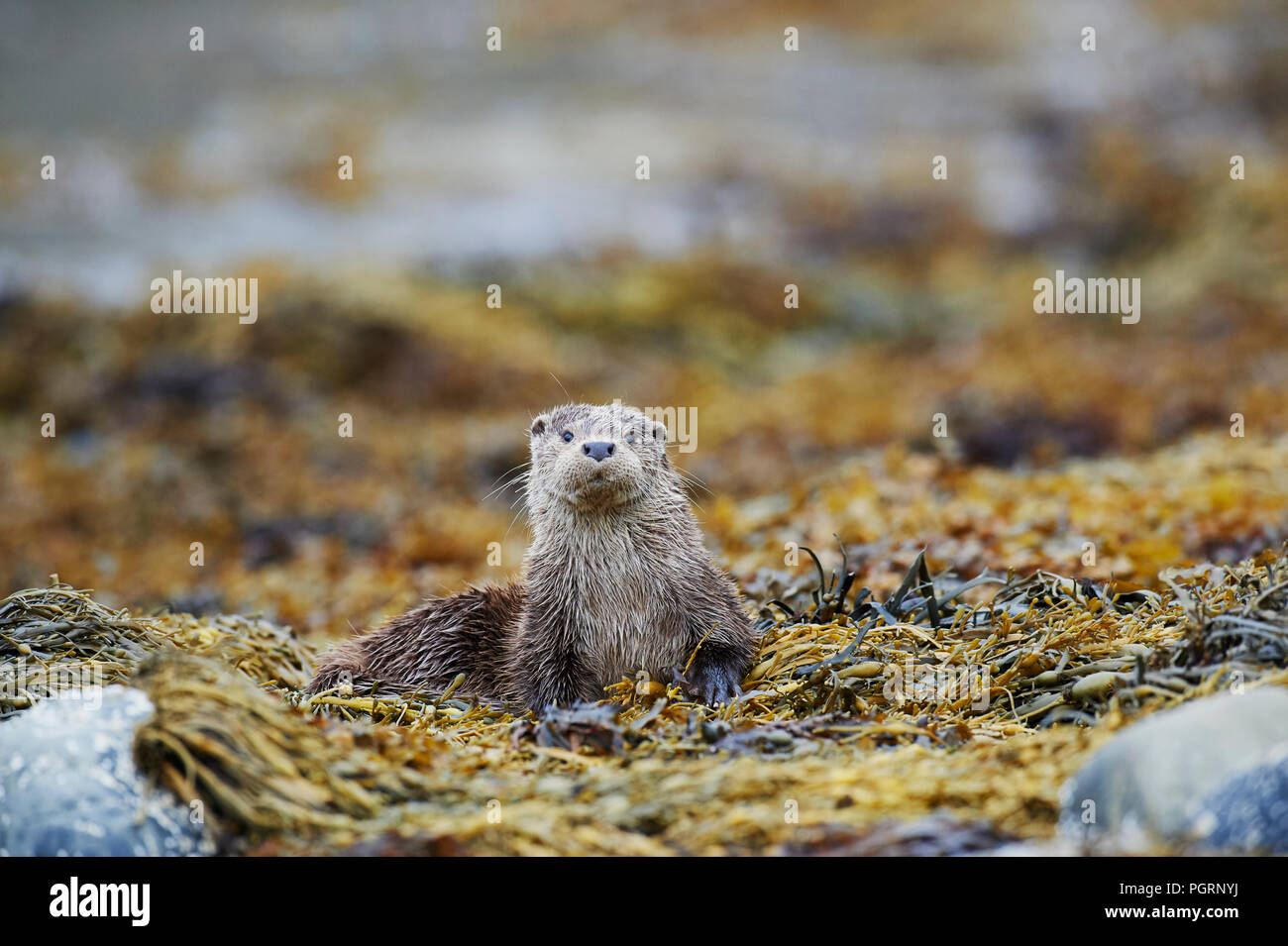 Europäische Otter (Lutra Lutra) UK Stockfoto