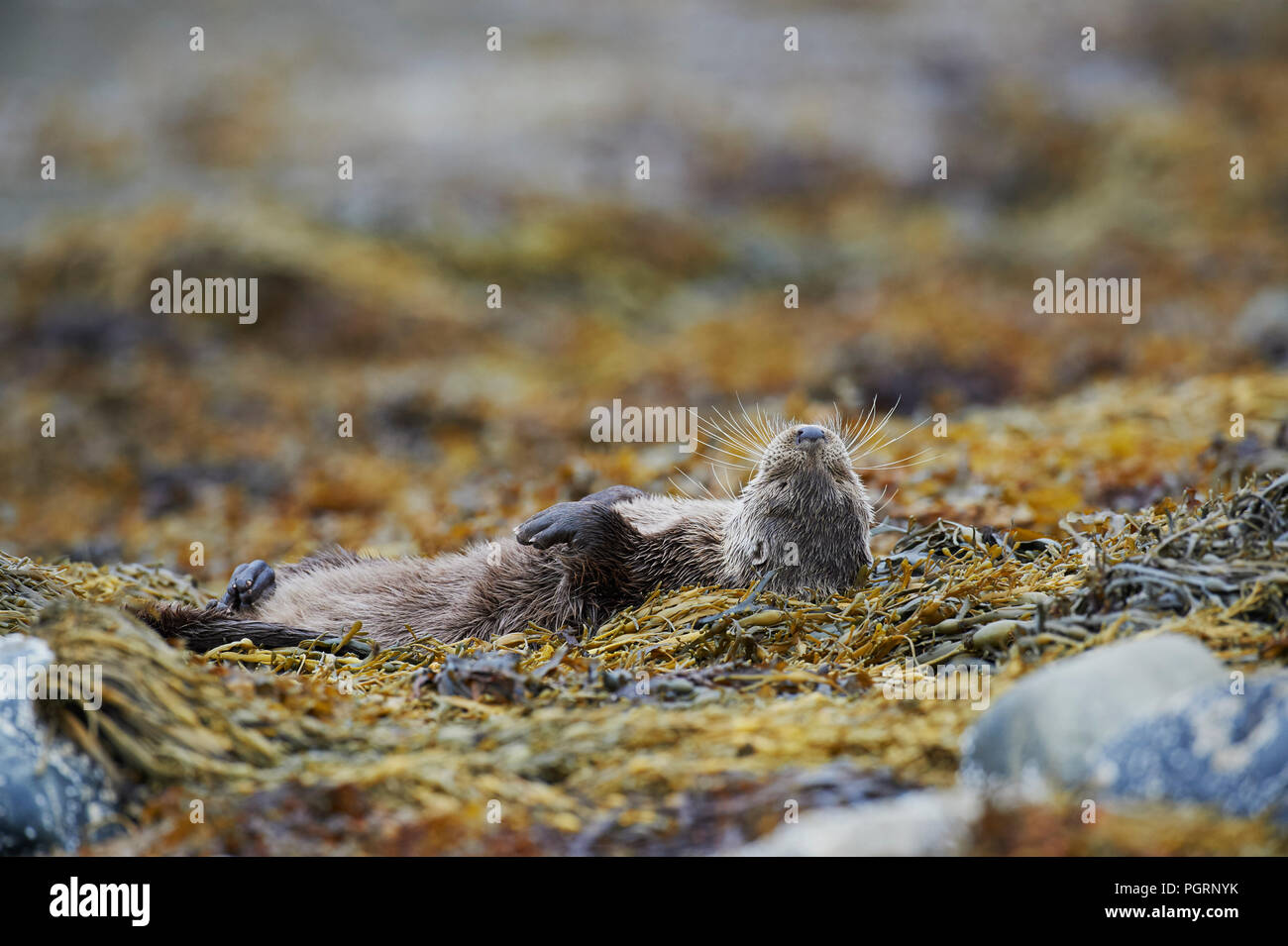 Europäische Otter (Lutra Lutra) UK Stockfoto