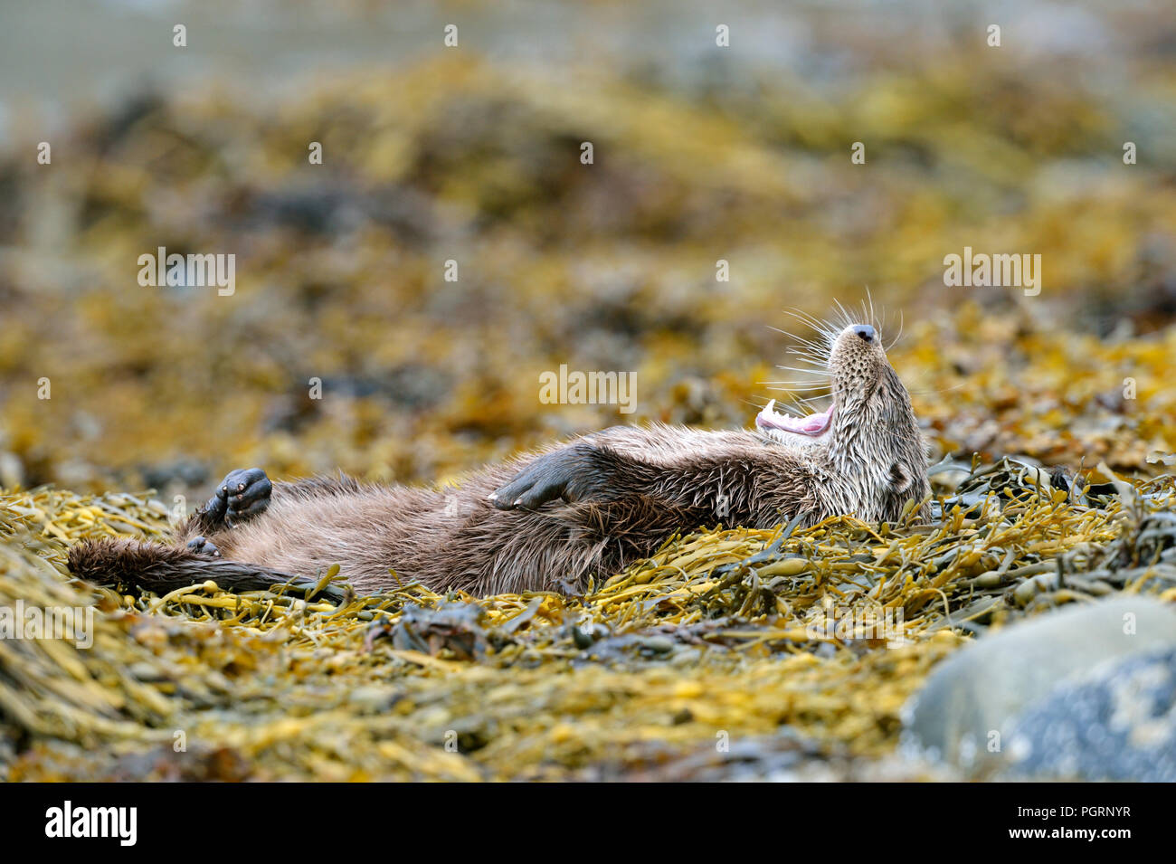 Europäische Otter (Lutra Lutra) UK Stockfoto