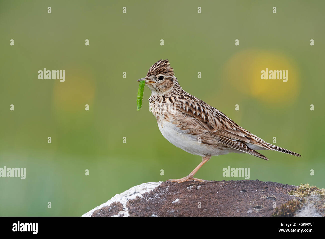 Feldlerche, Alauda Arvensis, UK Stockfoto