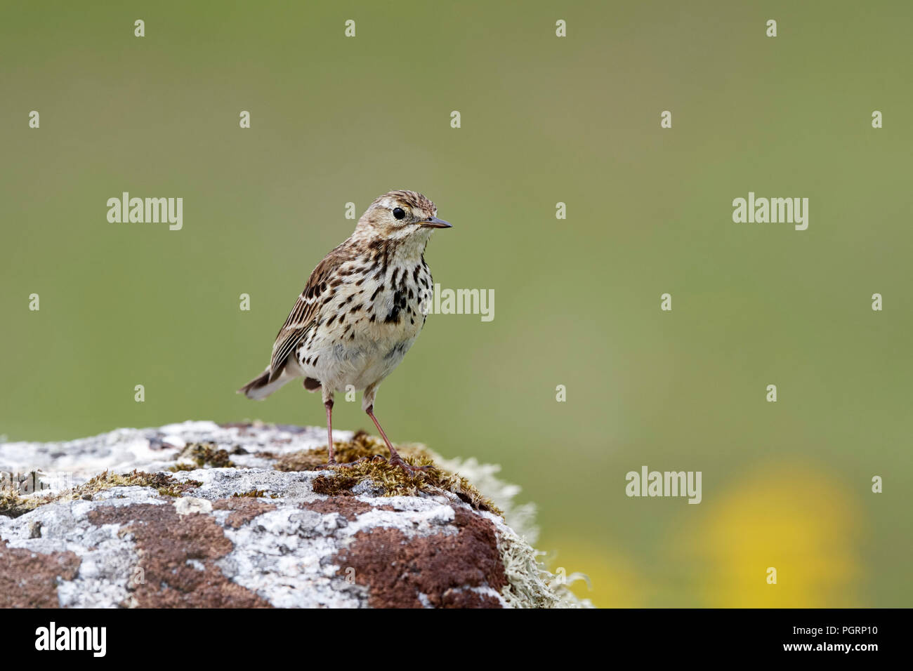 Wiesenpieper, anthus pratensis, Großbritannien Stockfoto