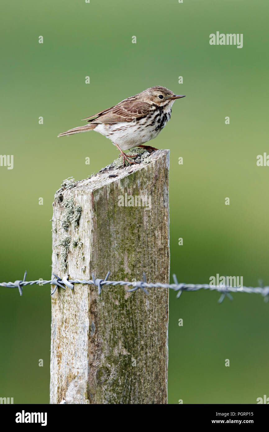 Wiesenpieper, anthus pratensis, Großbritannien Stockfoto