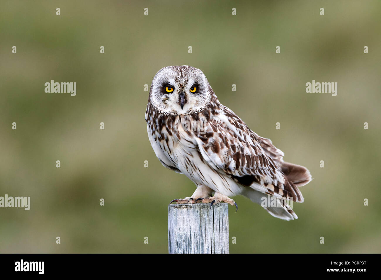 Sumpfohreule, Impulso flammeius, Großbritannien Stockfoto