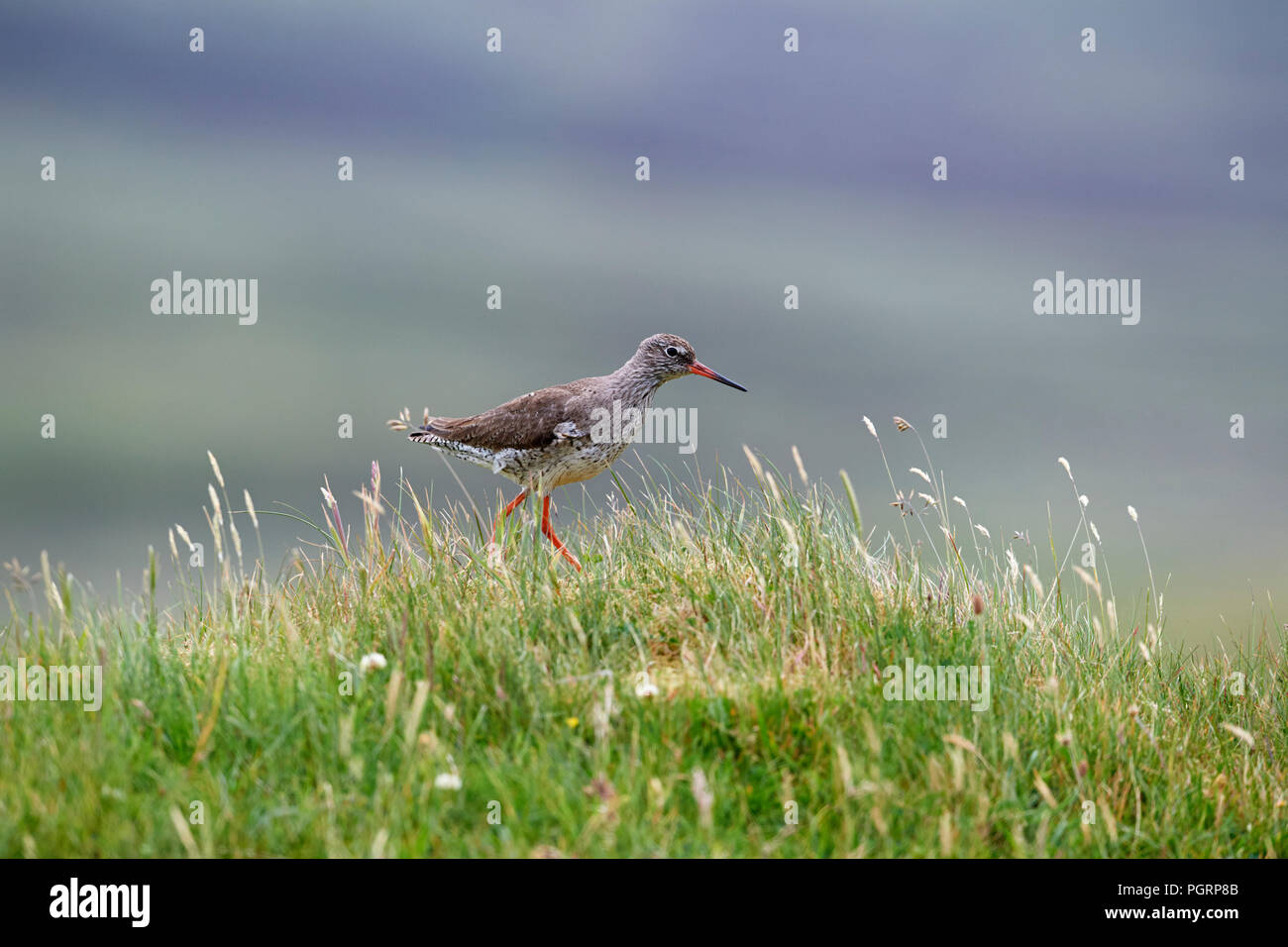 Gemeinsame Wasserläufer, Tringa totanus, Großbritannien Stockfoto