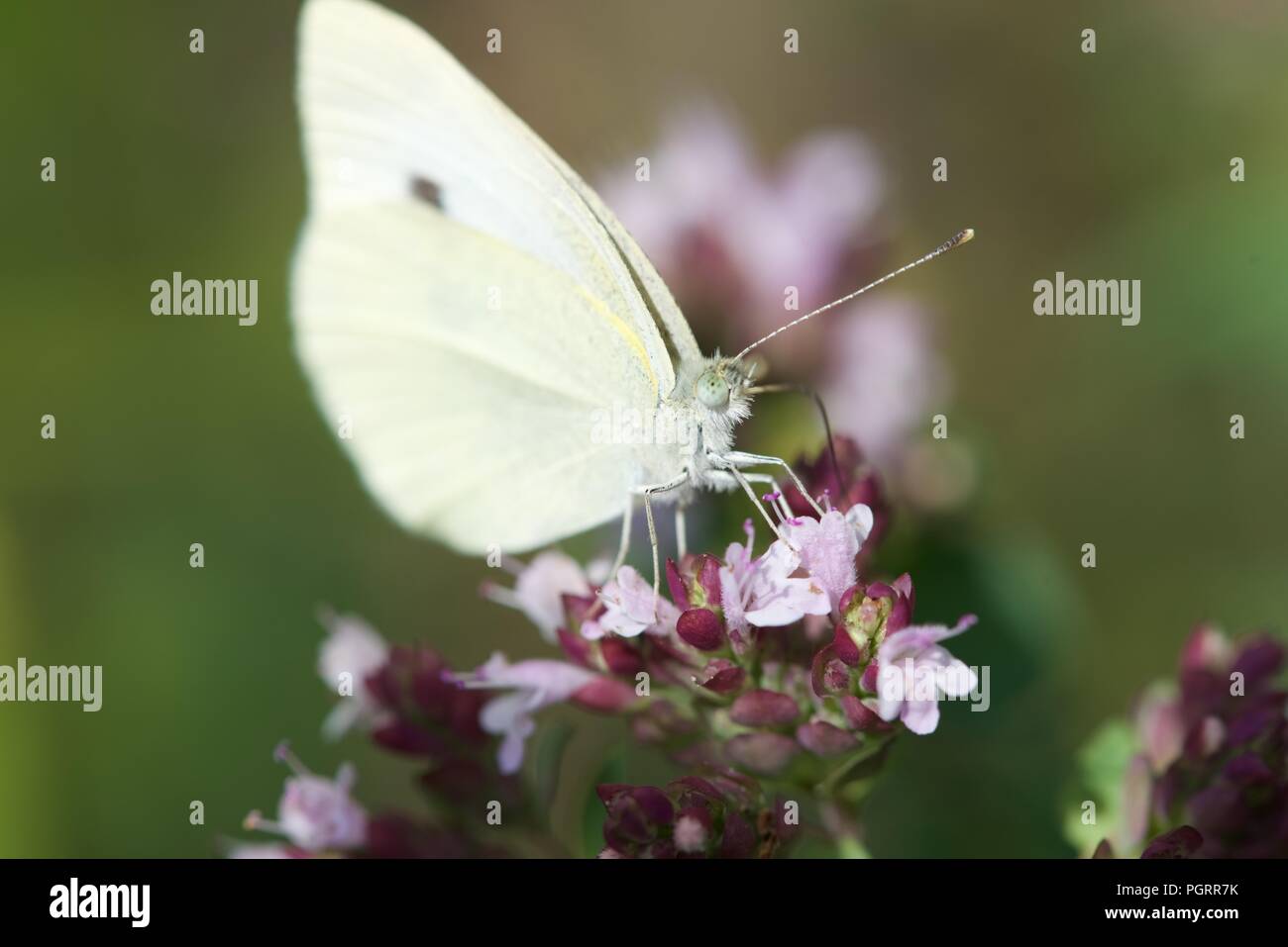 Kohlweißling (Pieris rapae): Ein einzelner Schmetterling auf Blüte Basilikum Pflanze Stockfoto