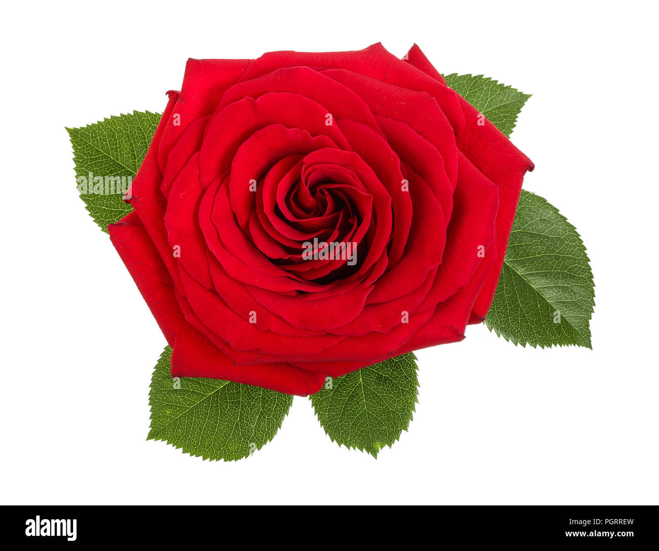 Schöne rote Rose mit Blatt auf weißem Hintergrund. Stockfoto