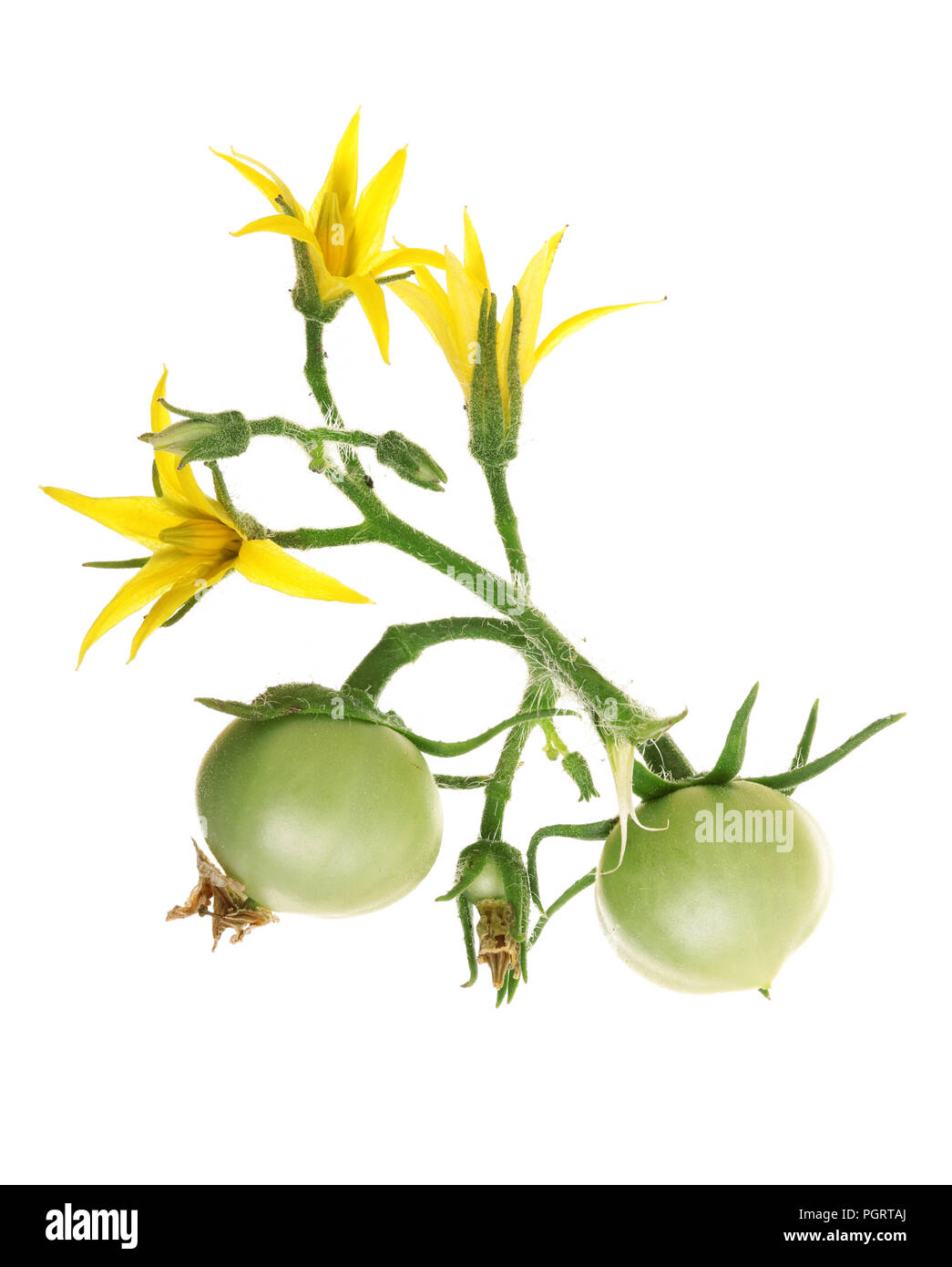 Gelbe Blüte mit grünen Tomaten auf whtie Hintergrund isoliert. Stockfoto