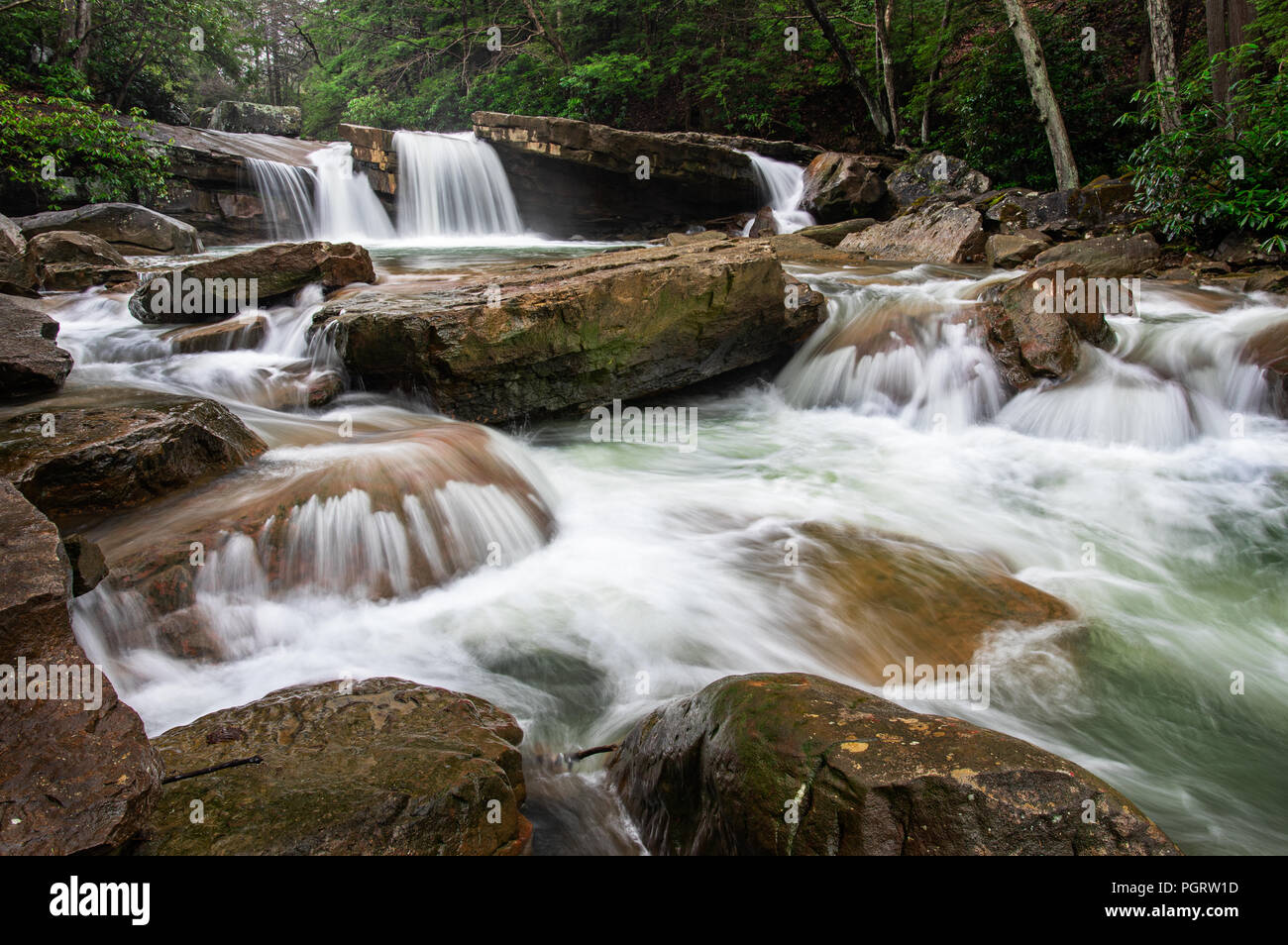 Wasserfälle von Decker Creek, einem kleinen Gebirgsbach fließt über große Felsbrocken unter einer Überdachung der Rhododendron. Stockfoto