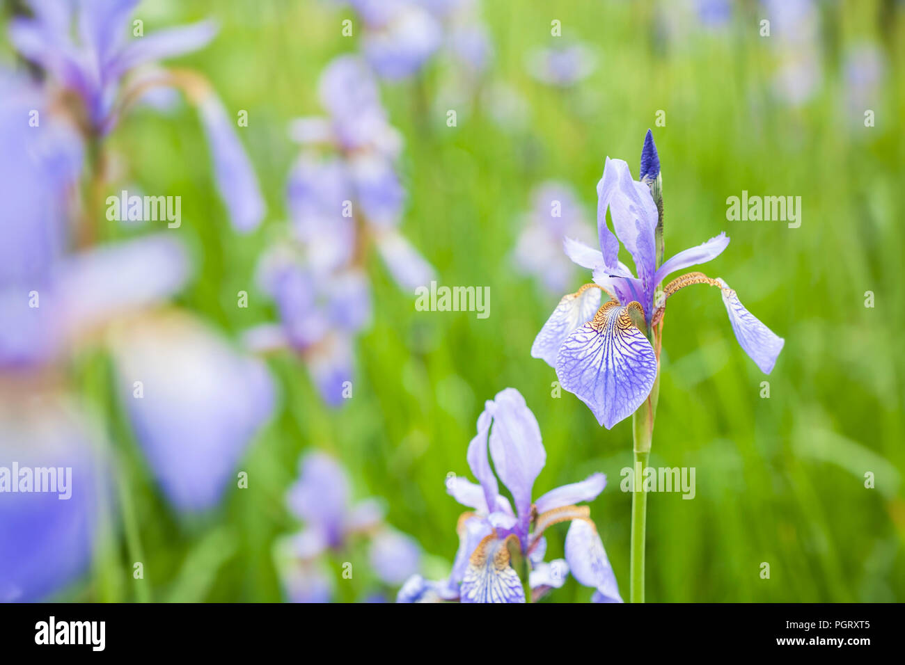 In der Nähe von Iris pumila, gemeinsamen Namen Sibirische Flagge oder Sibirische Schwertlilien, mit einem lebhaften grünen Hintergrund. Stockfoto