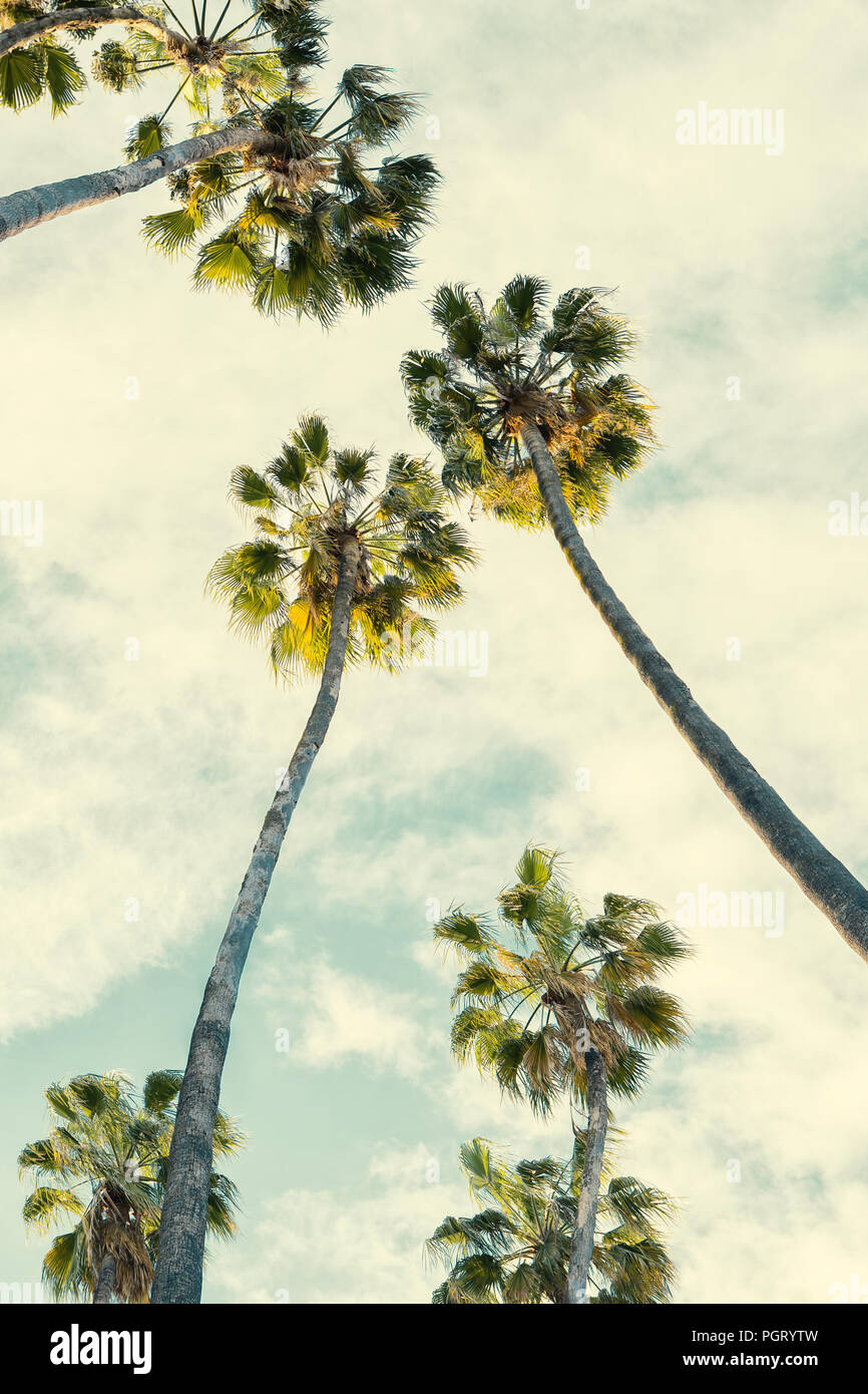 Tropischen Palmen am Himmel Hintergrund. Getonten Bild Stockfoto