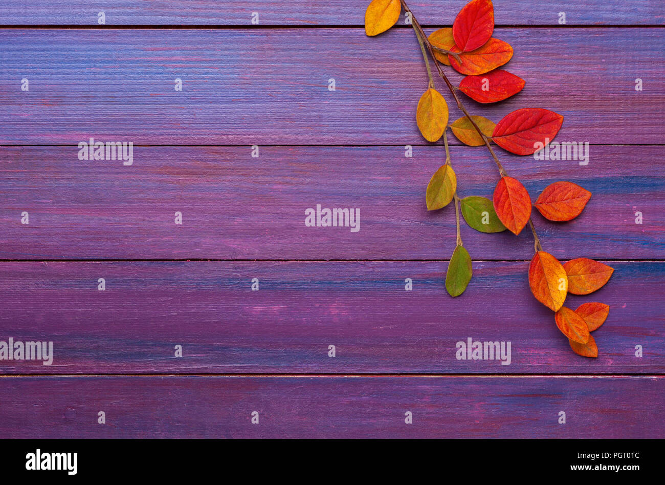 Zwei Zweige mit bunten Blätter im Herbst auf Violett Holz- Hintergrund. Stockfoto