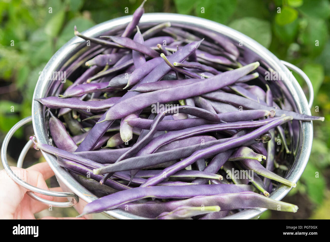 Frisch gepflückte klettern Bohnen cosse violette - Phaseolus vulgaris - von Garten-uk Stockfoto