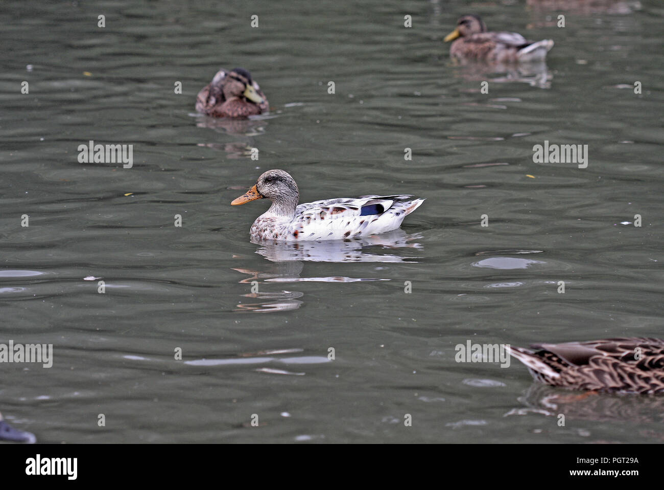Eine männliche Stockente (Anas platyrhynchos) Variante mit meist weißen Gefieder auf einem See im südlichen England Stockfoto