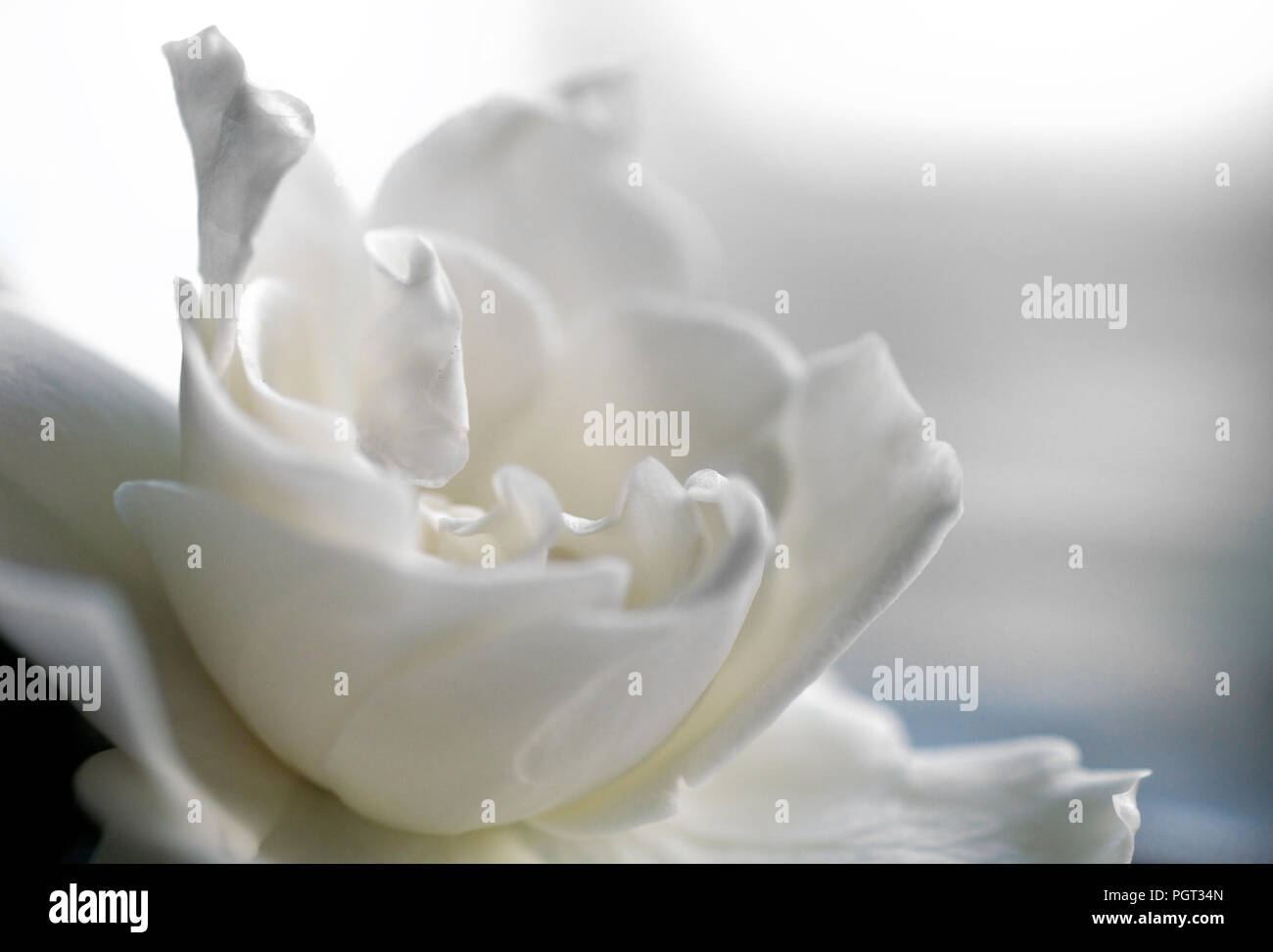 White gardenia Blüte in cremigen Soft Focus mit Pastellfarben. Stockfoto