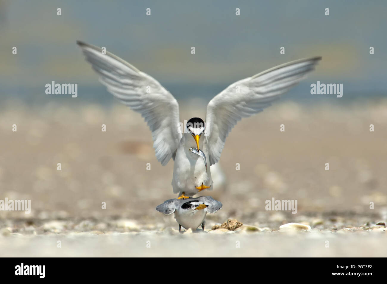Mindestens Seeschwalben in der Balz und Paarung Ritual mit einem Fisch auf einer Sandbank in Wiggins Pass Florida. Stockfoto